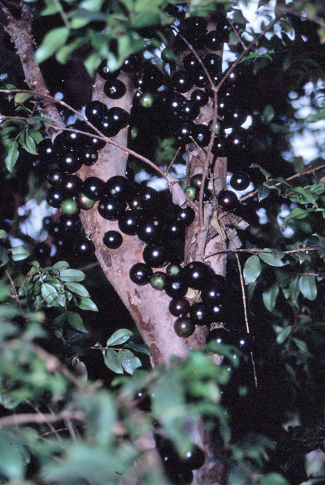 جابوتیکابا - معرفی درختان میوه